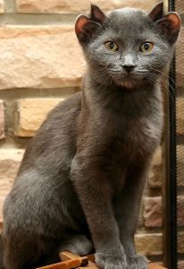 ��� � �������� �����